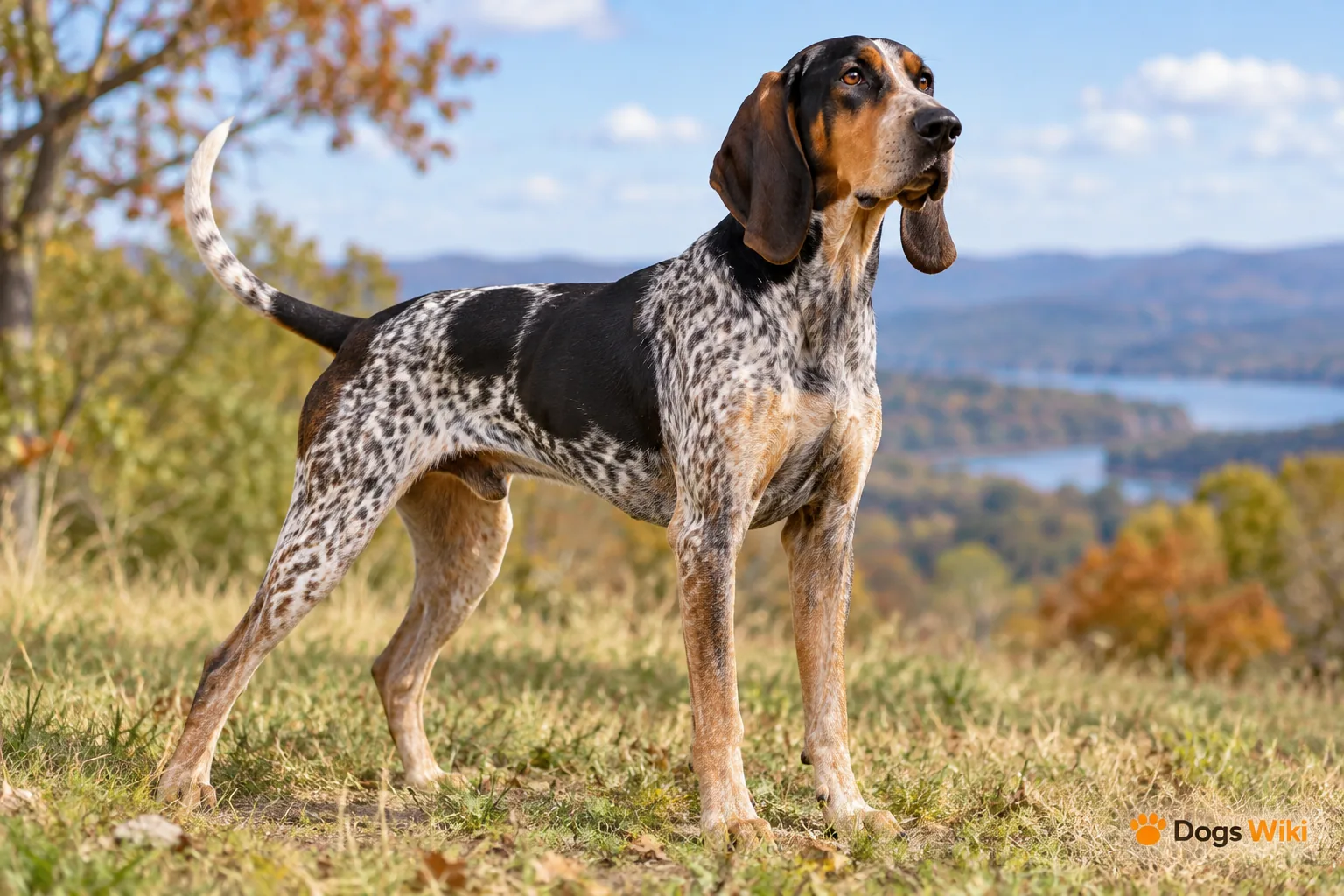 American English Coonhound: Breed Profile, Temperament, Health, and Care Guide