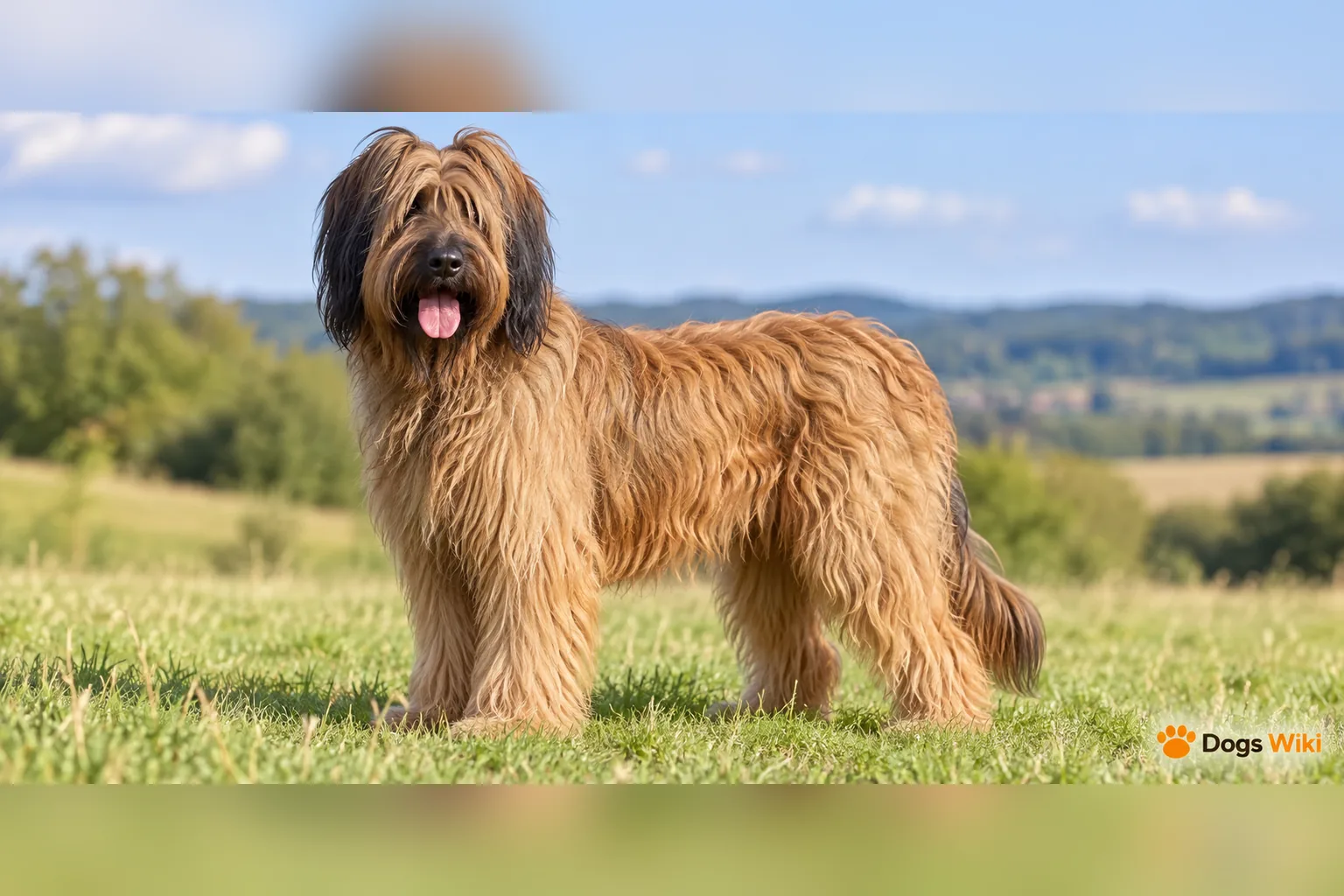 Briard, dog guide and care information