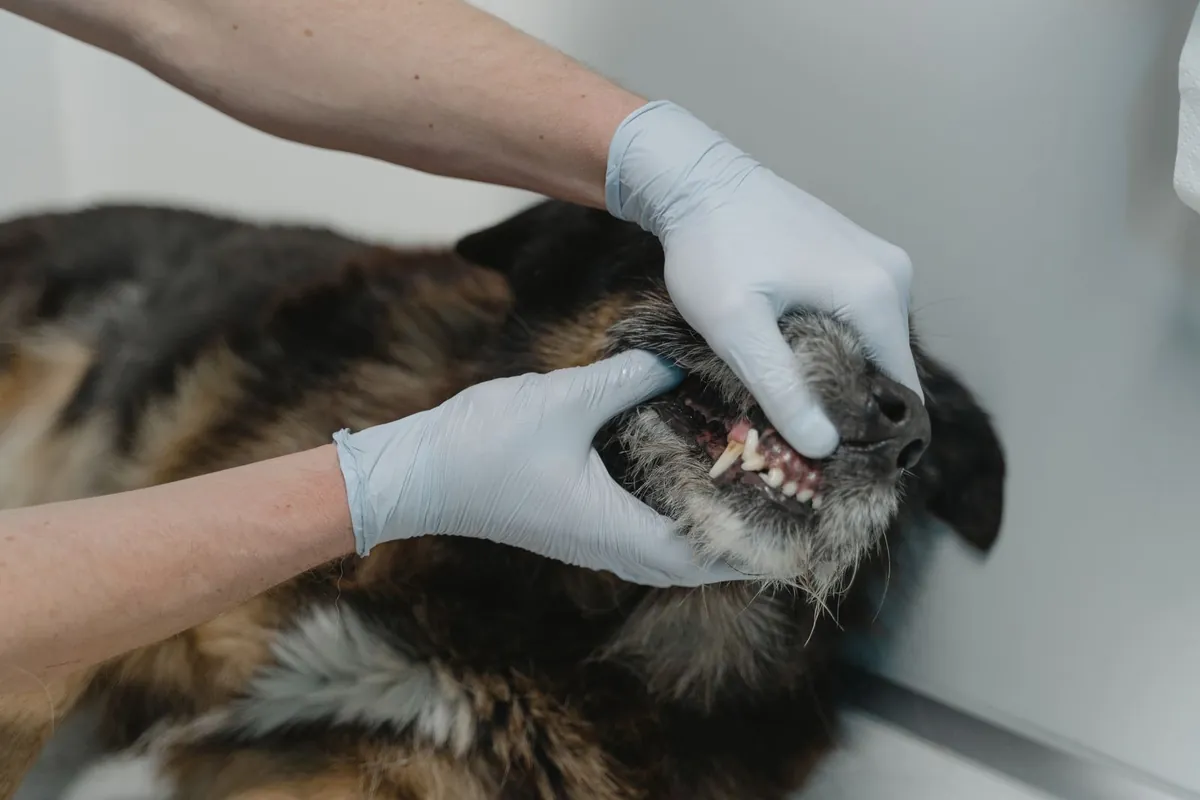 Choking Dog First Aid: Signs, First Aid Steps, and When to Get Emergency Care