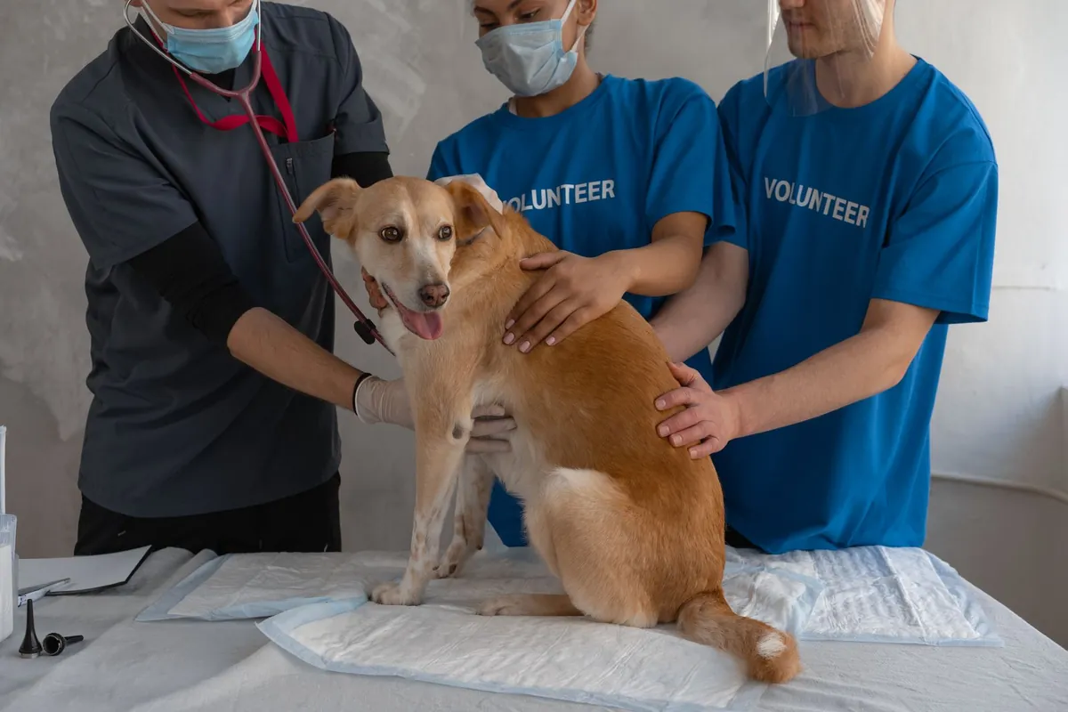 Dog CPR: Signs, First Aid Steps, and When to Get Emergency Care