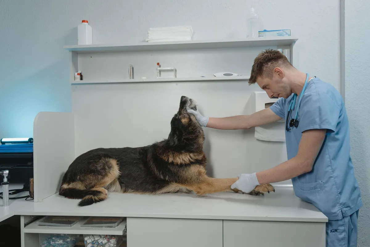 Dog Poisoning Symptoms: Signs, First Aid Steps, and When to Get Emergency Care