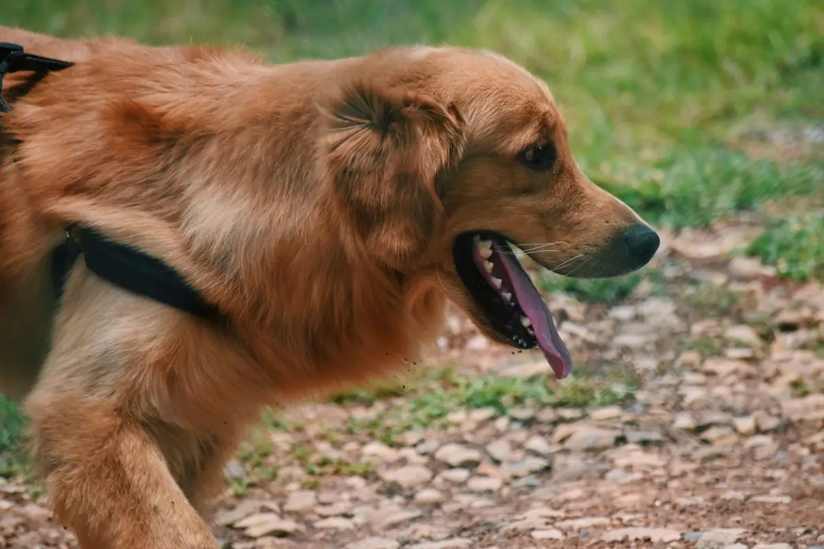 Heatstroke in Dogs: Signs, First Aid Steps, and When to Get Emergency Care