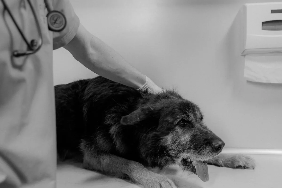 When to Take a Dog to the Emergency Vet: Signs, First Aid Steps, and When to Get Emergency Care